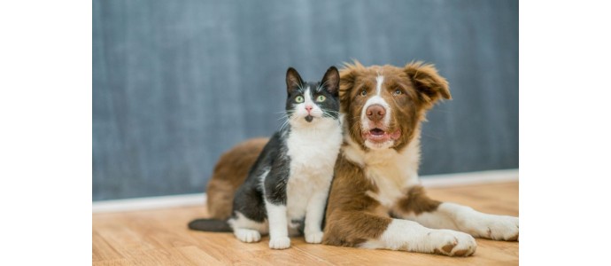 Alimentazione e consigli estivi per Cani e Gatti: Come mantenere i tuoi amici a quattro zampe freschi e idratati.